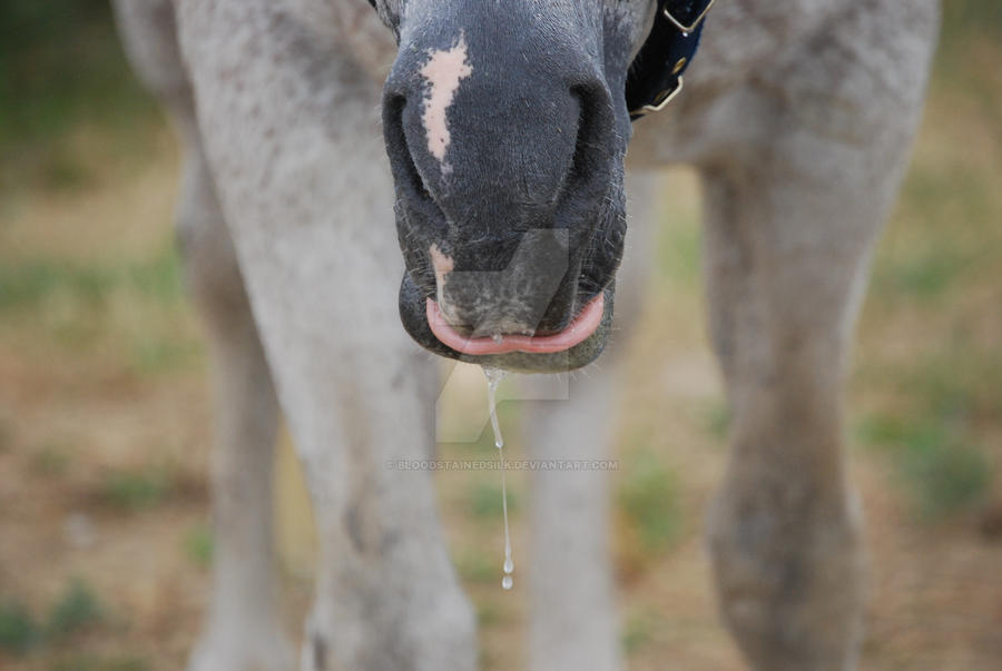 How about some tongue