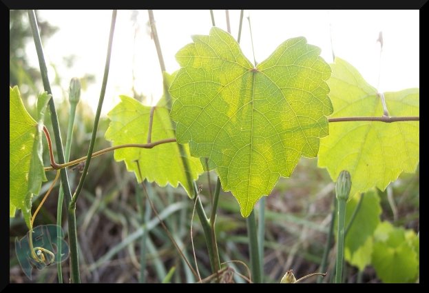 Random Leaves