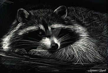 Raccoon