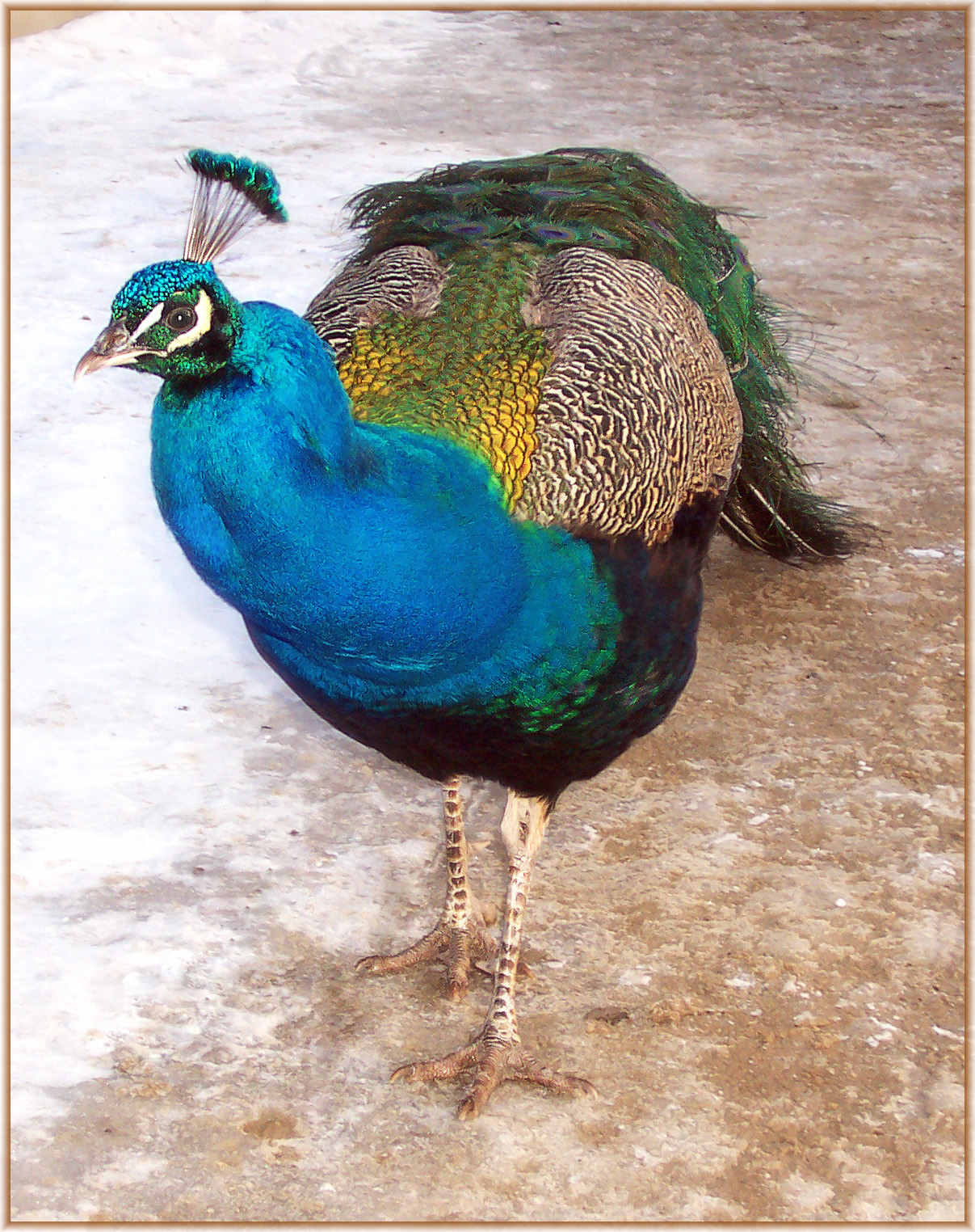 Peacock by magbag