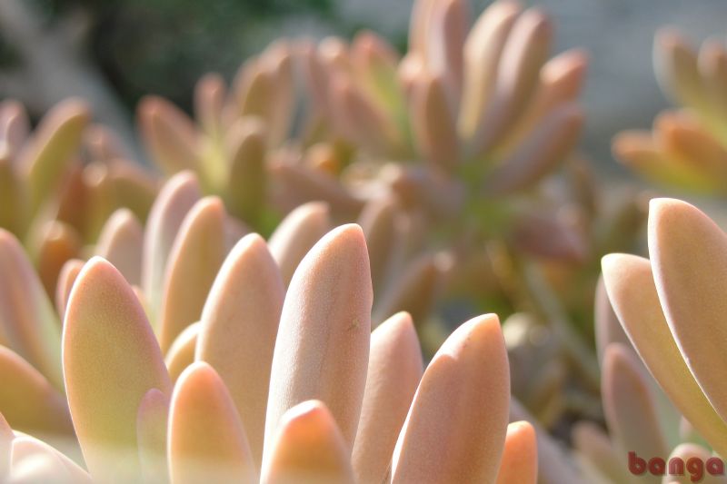 nature fingers in sunlight