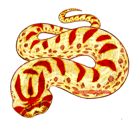 Western Hognose Albino Anaconda