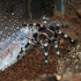 Acanthoscurria geniculata _2