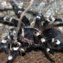 Acanthoscurria geniculata _4