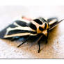 Moth Felt