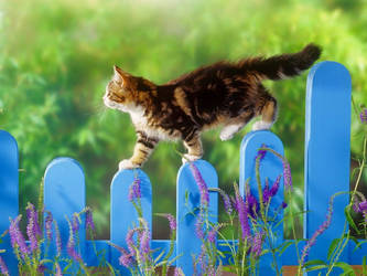 The Cat And The Fence