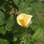 Little Yellow Rose