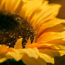 Girasol