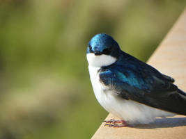 Tree Swallow