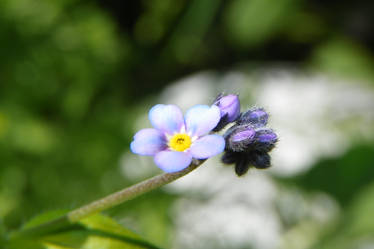 Pink forget-me-not