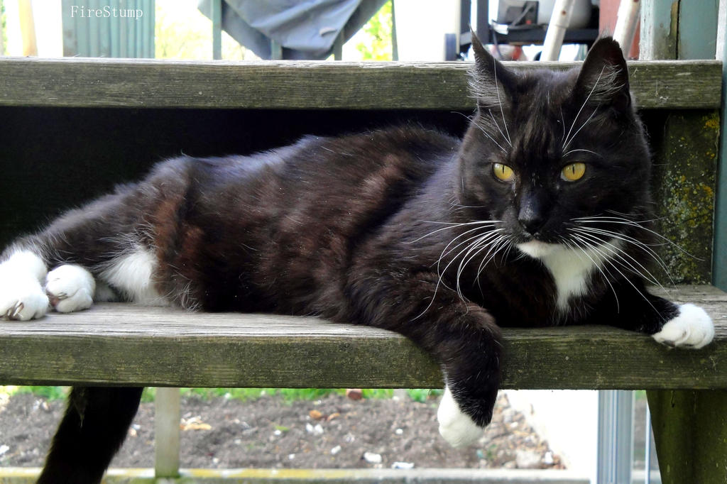 Stoop Cat