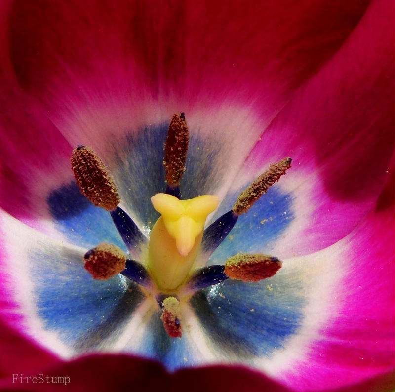 Casual Tulip