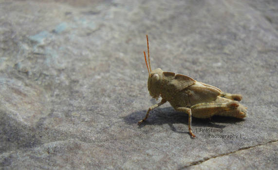 Grasshopper