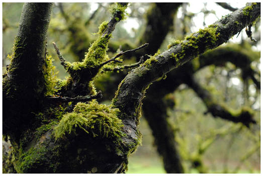 Mossy Branch