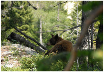 Yellowstone Bear