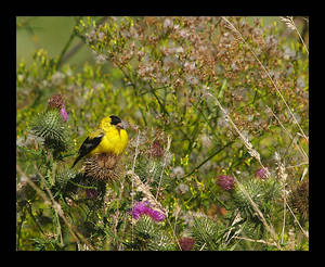Goldfinch Thistle