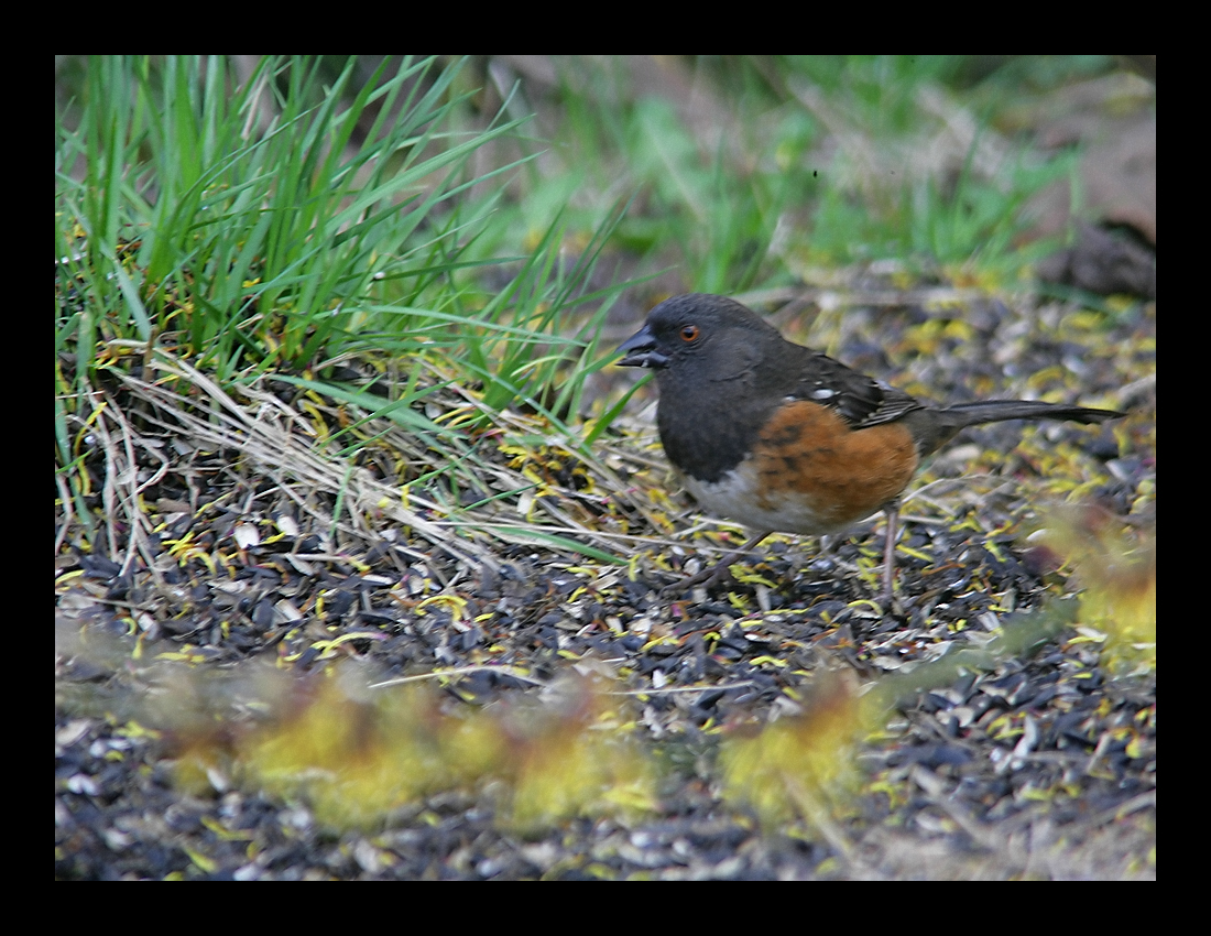 Ground Feeding