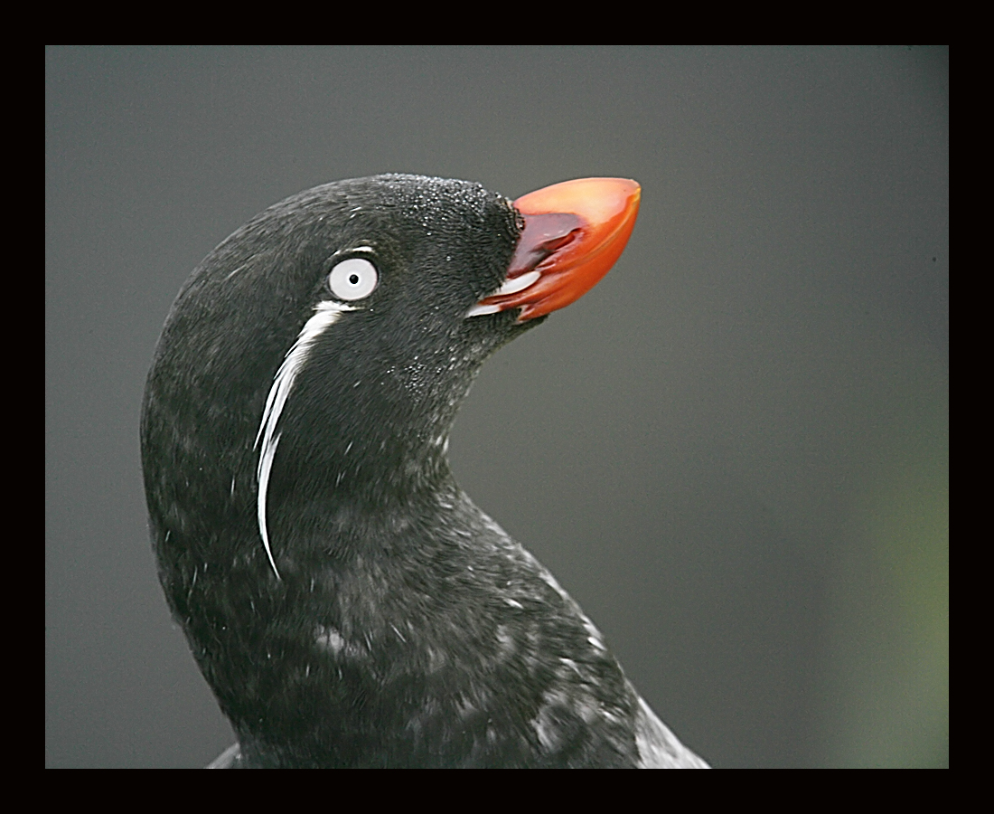 Parakeet Auklet Facial