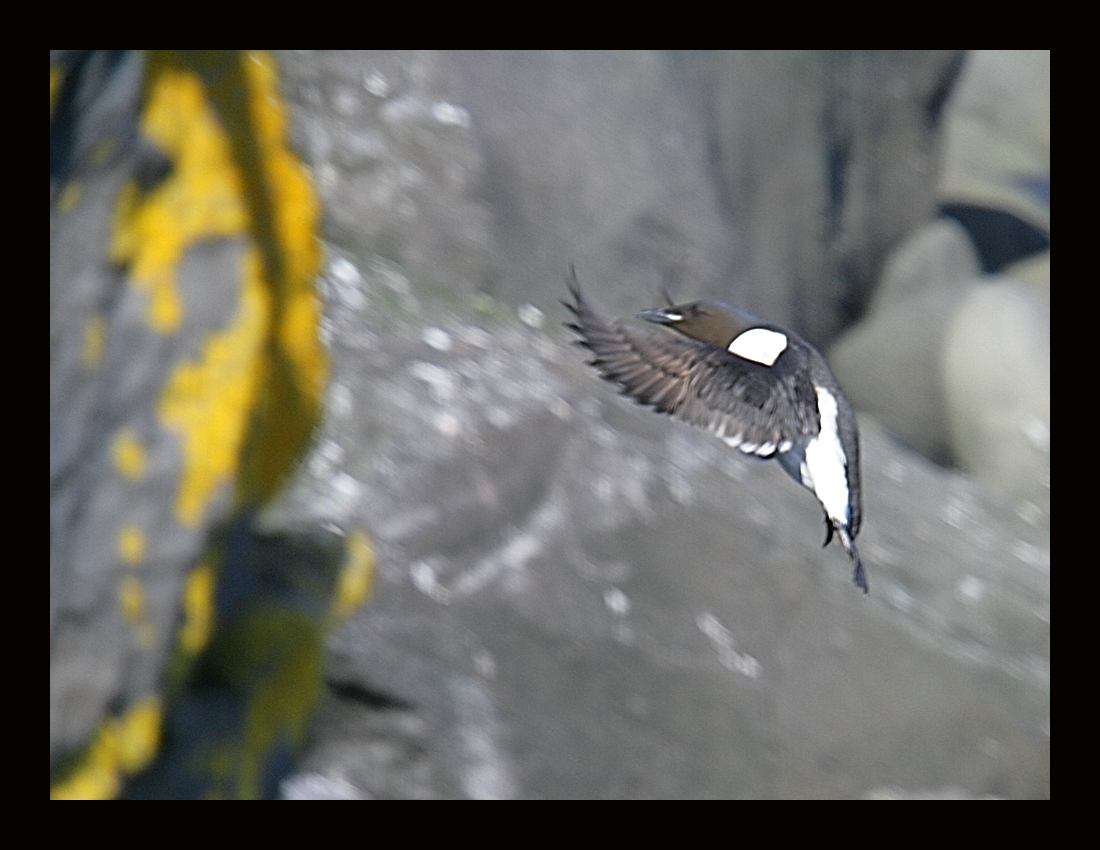 Thick-billed Murre Landing