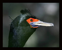 Red-faced Cormorant Facial