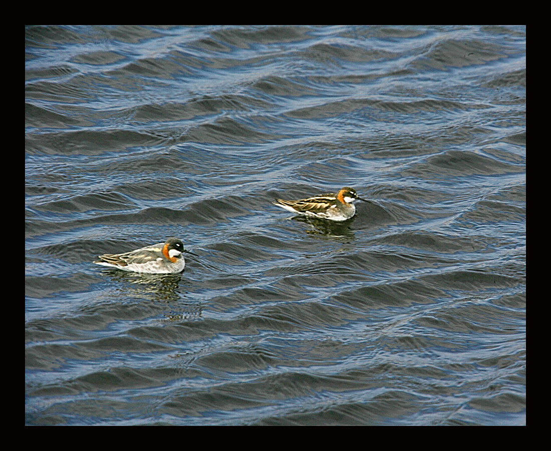 Red-Necked Pair