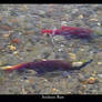 Sockeye Run v1