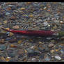 Sockeye Run v2