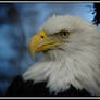 Skagit Bald Eagle