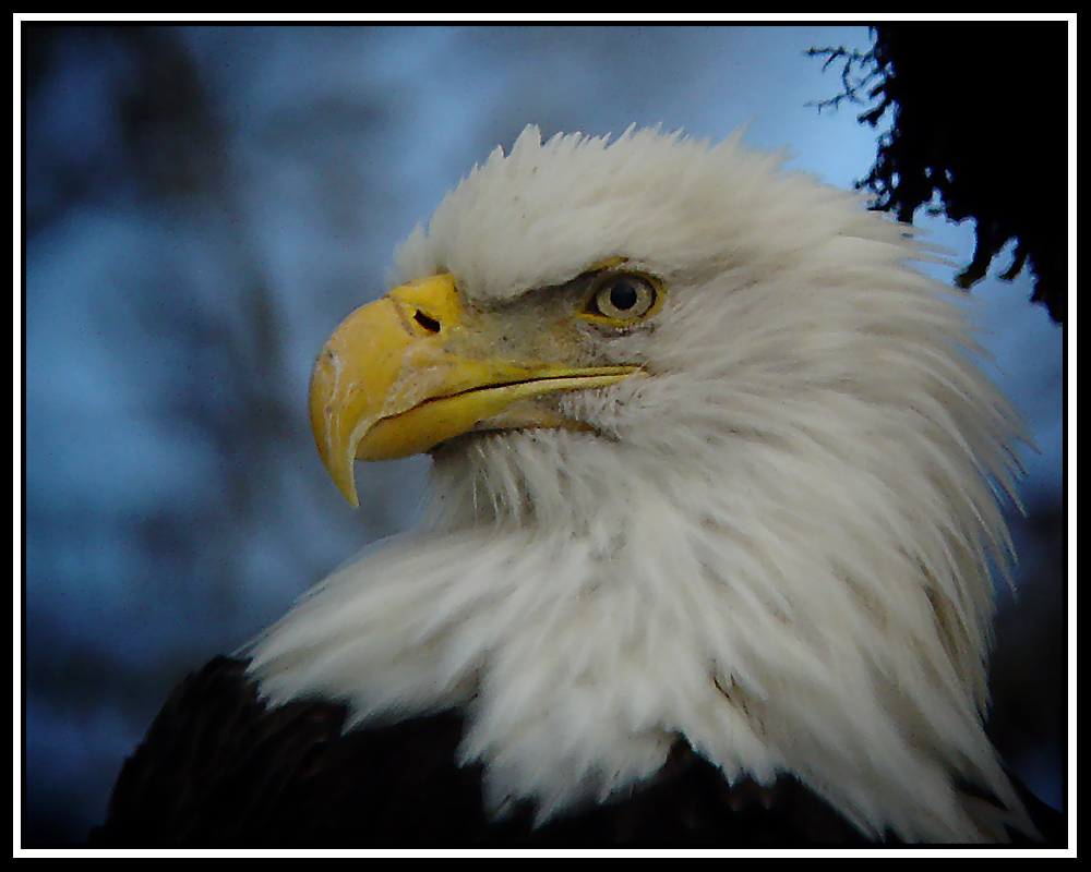 Skagit Bald Eagle