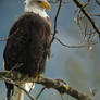 Bald Eagle for print