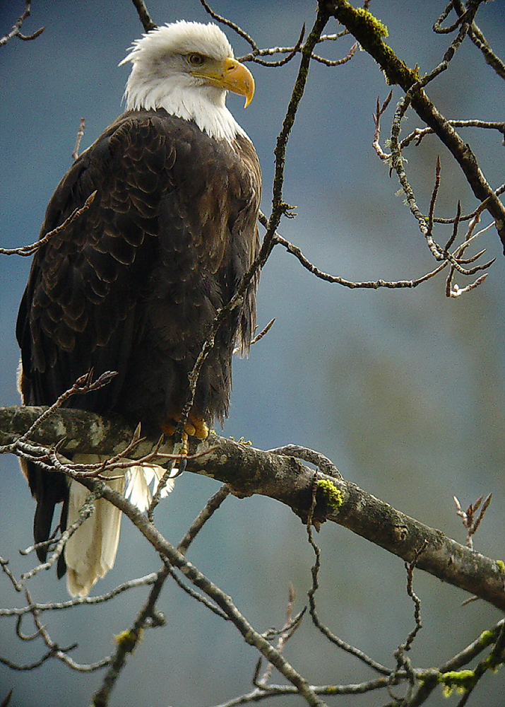 Bald Eagle for print