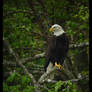 Bald Eagle at Chambers