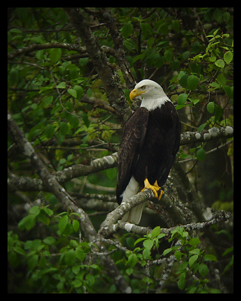 Bald Eagle at Chambers