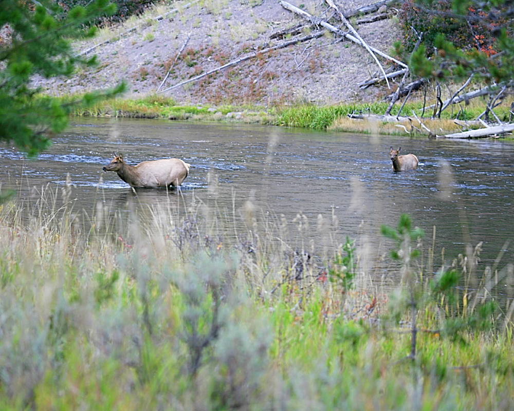 Yellowstone Elk river crossing