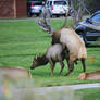 Yellowstone Mommoth Hot Springs Elk sex