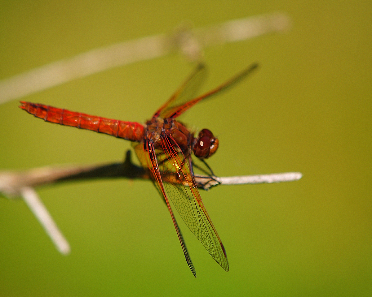 Red Dragonfly