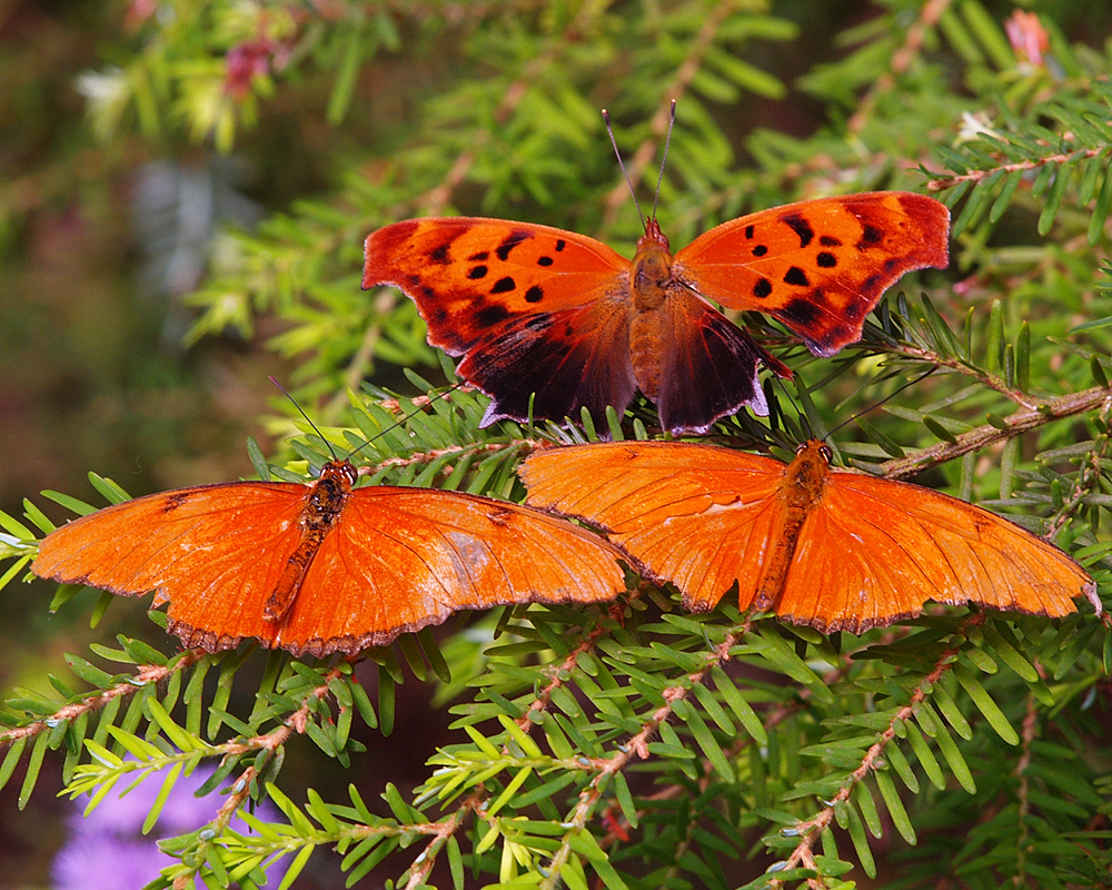 Woodland Butterfly 6