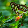 Malachite Butterfly Resubd