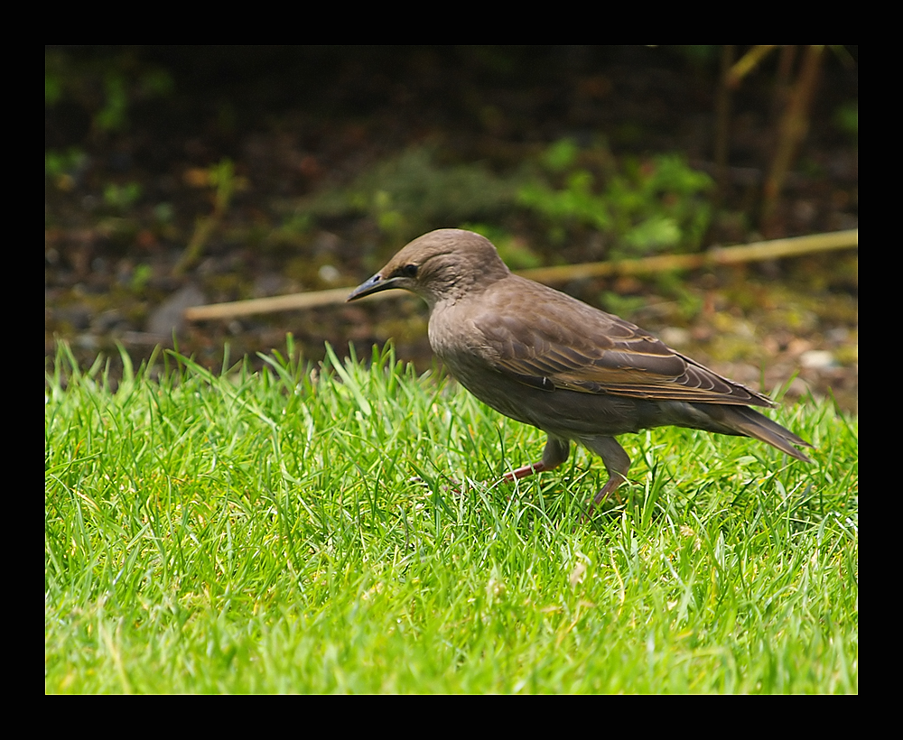 European Starling in Grass