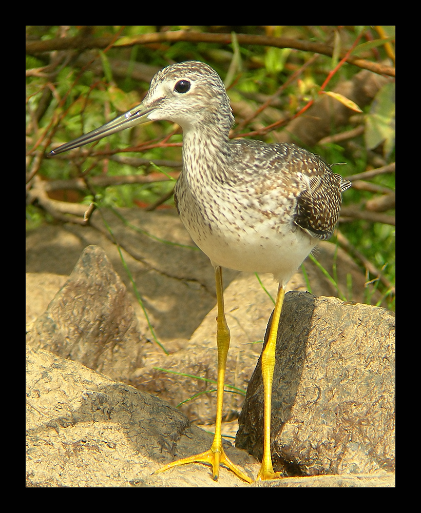 Grtr Yellowlegs Standing Tall