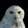 Snow Owl Portrait - Revisited