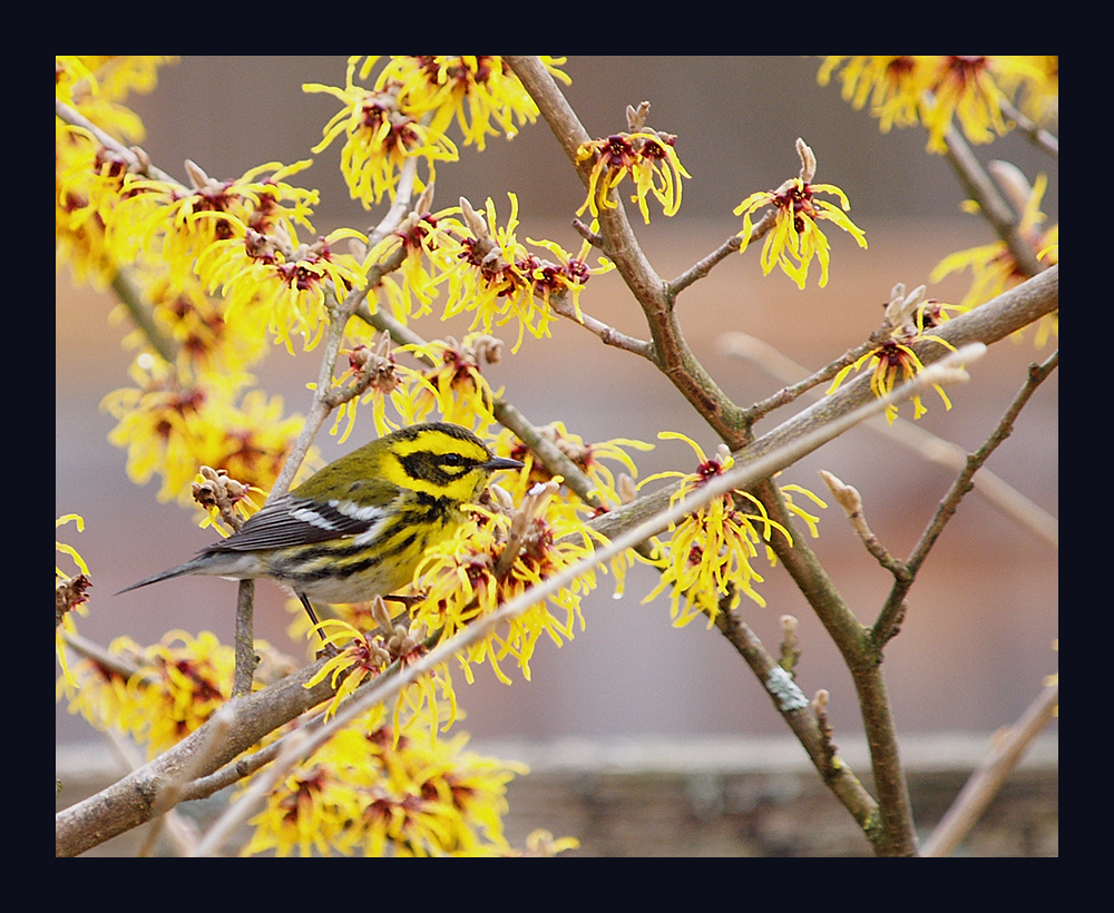 Warbler on Witch Hazel