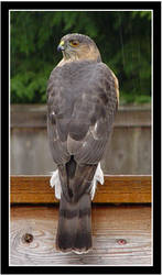 Immature Coopers Hawk