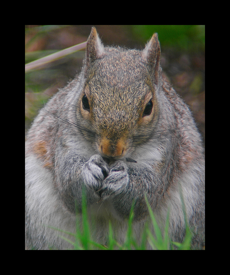 Squirrel Prayer