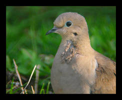 Dove Facial