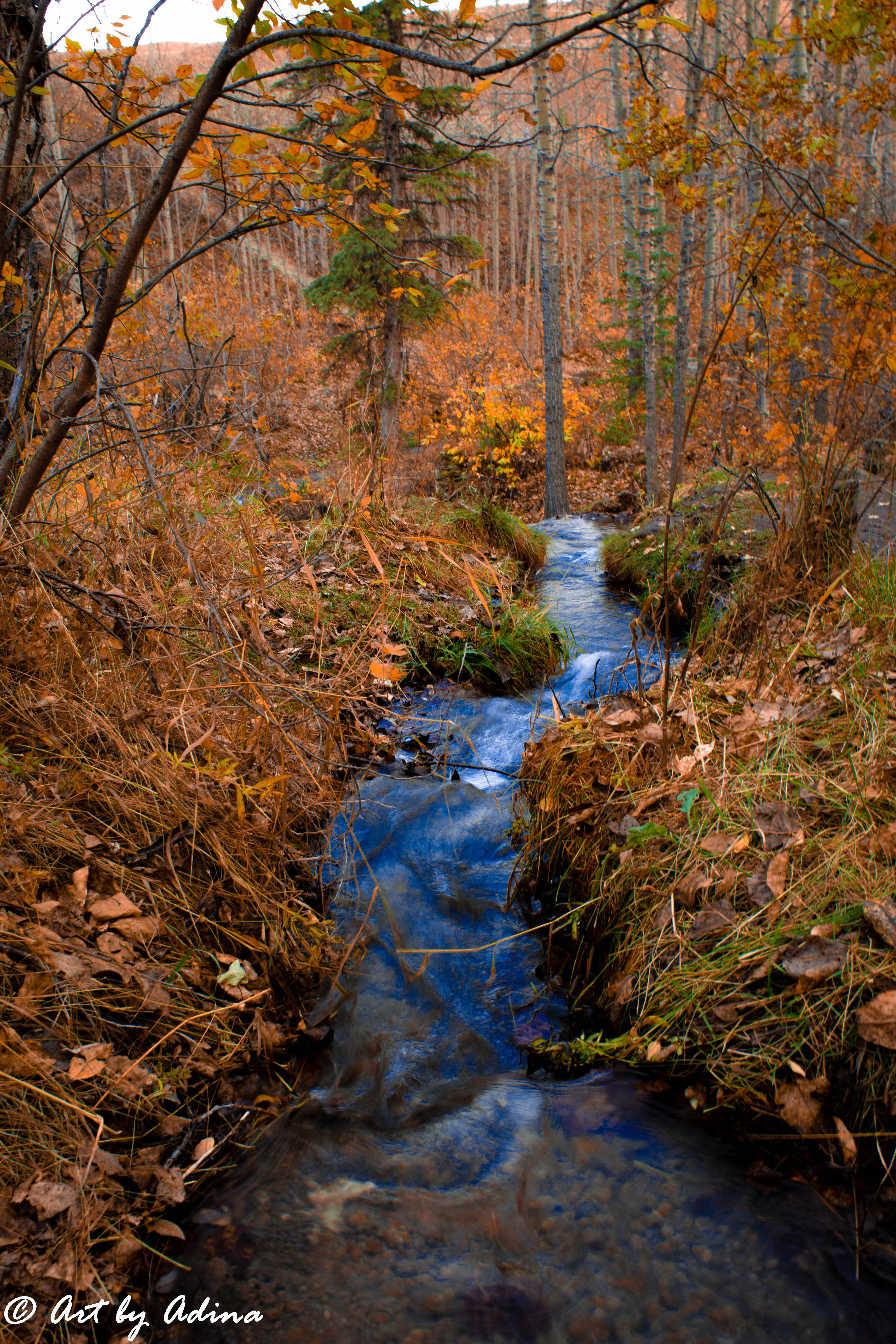 Autumn Stream