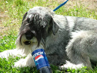 Dog and Pepsi