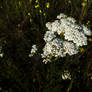 White Flowers