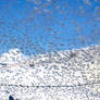 Frosty Windshield