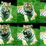 Lots of Tigers